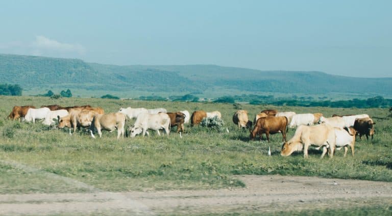 Veediewe in Standerton vasgetrek