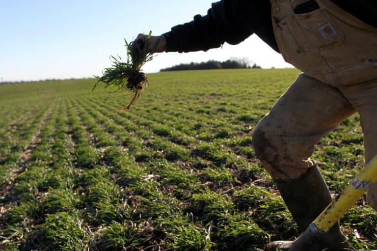 BOERE NOG ’N TREE NADER AAN SKADEVERGOEDINGSEIS TEEN SA-REGERING DANKSY AFRIFORUM