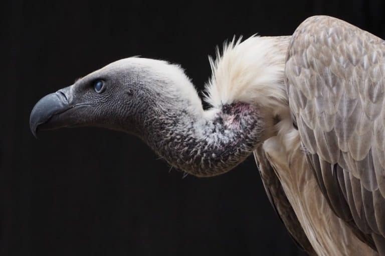 AFRIFORUM: DEVELOPMENT OF INFORMAL SETTLEMENT THREATENS SURVIVAL OF CAPE VULTURE