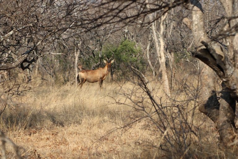 KYK: Bring die hele gesin vir ’n heerlike vakansie na Kokoriba