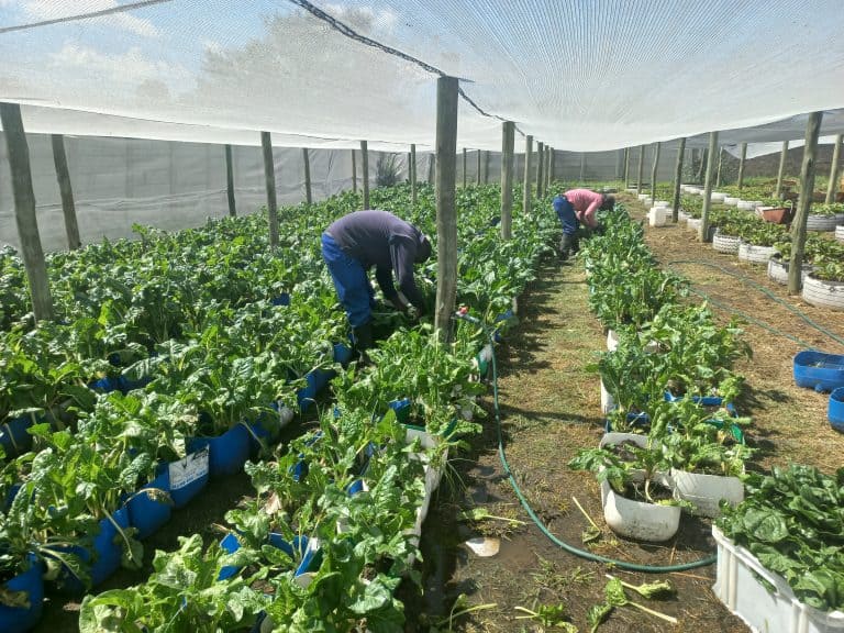 Bethal-groentetuin skenk spinasie aan sopkombuis