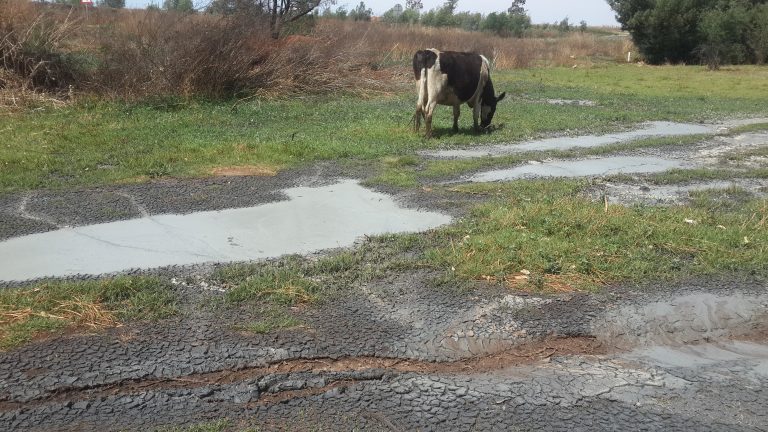 Kyk: Oorwinning in Randfontein-rioolsaak kan as bloudruk vir ander gemeenskappe dien