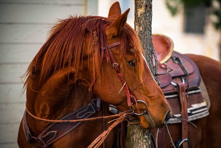 SANDF matter of abuse of horses: Private Prosecution Unit lays complaint against sluggish investigating officers