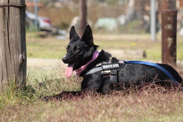 AfriForum sniffer dog catches suspects off guard