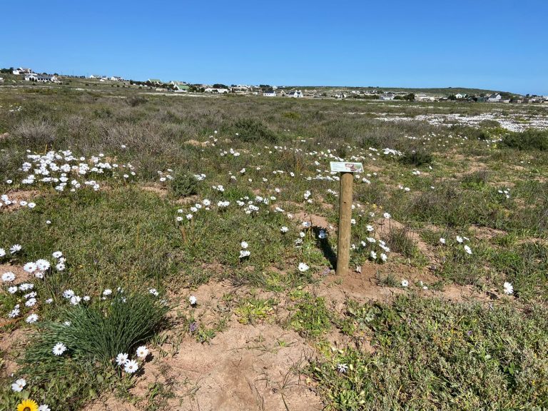 Weskus-tak pak ’n veldblom-projek in Langebaan aan