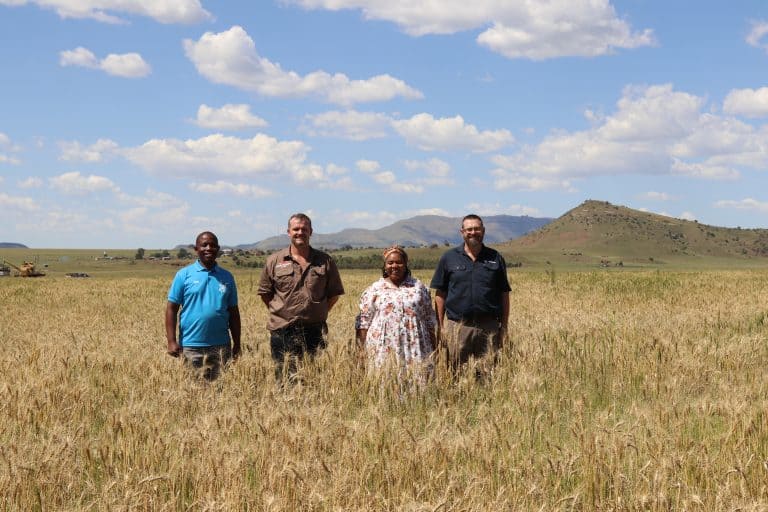 Joint agricultural development project harvests second grain crop