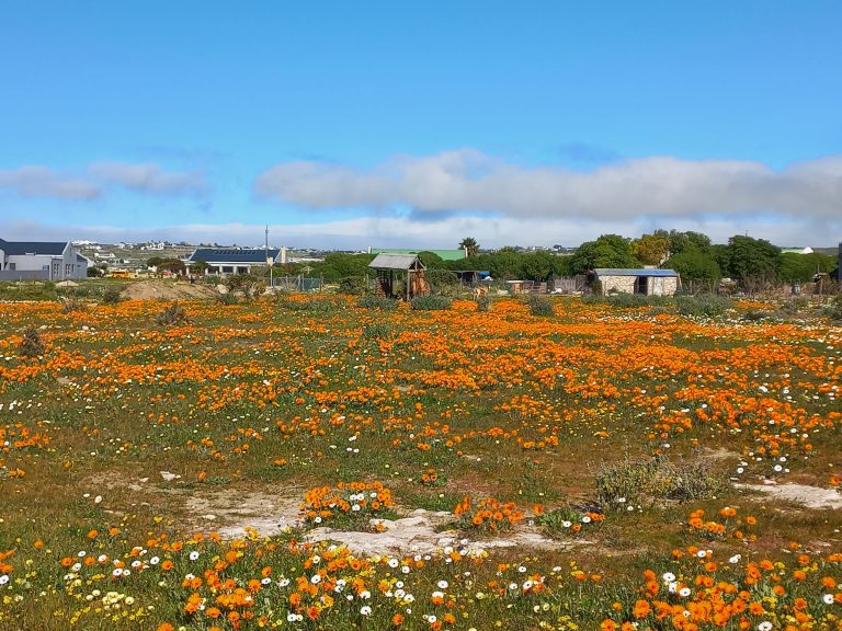 AfriForum se Weskus-tak vier blomme met staproete