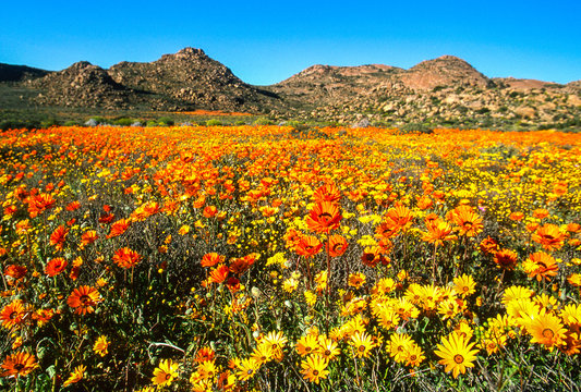 West Coast branch in bloom