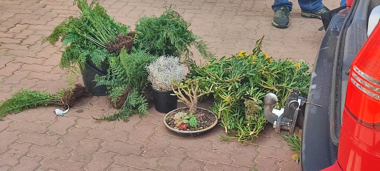 AfriForum’s Albertinia farm watch arrests plant smugglers