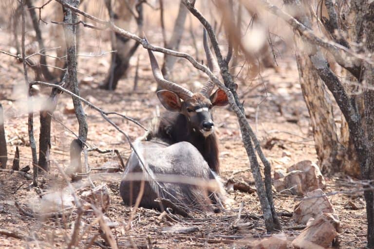 Agtien maande tronkstraf vir wildstropers in Noordwes