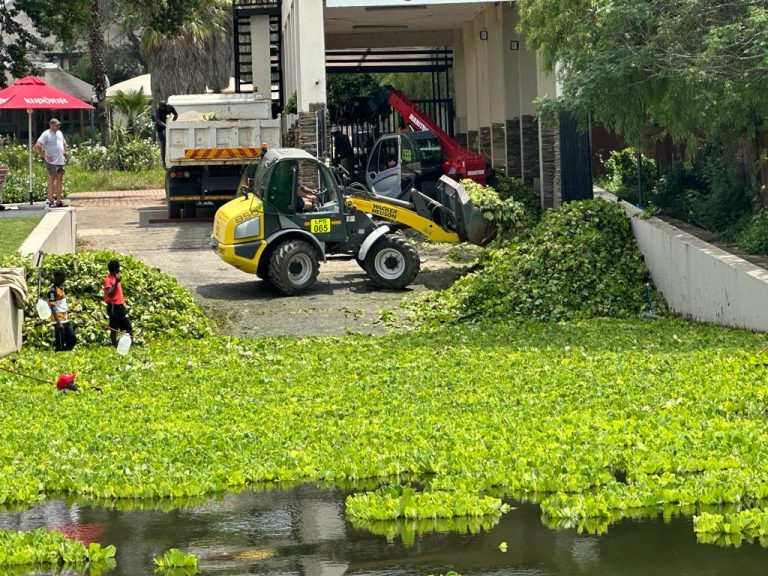 Community removes 70 tonnes of water lettuce from Vaal River while government drags its feet