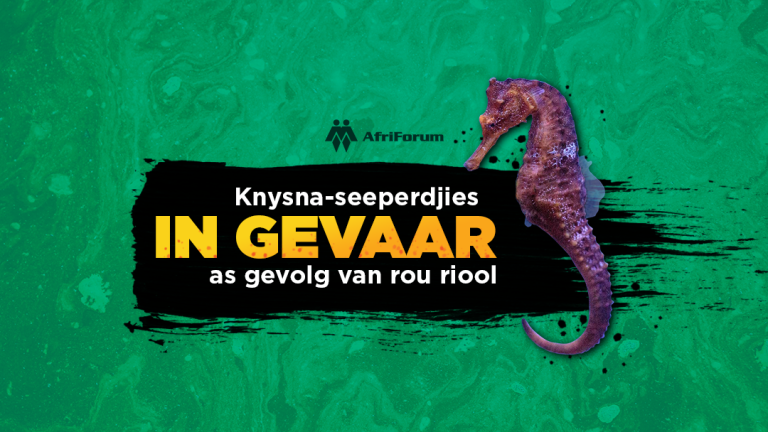 Knysna-seeperdjies in gevaar as gevolg van rou riool.