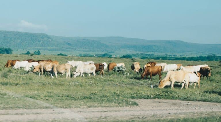 Veediewe in Standerton vasgetrek