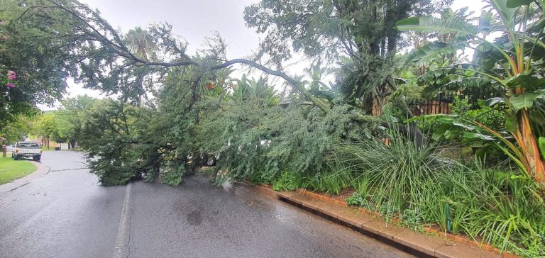 Moreletapark-buurtwag verwyder boom wat pad versper