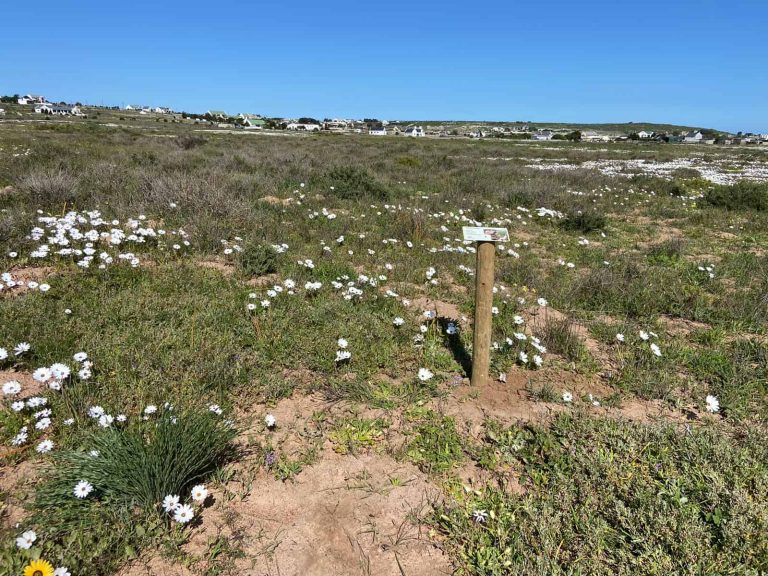 Weskus-tak pak ’n veldblom-projek in Langebaan aan