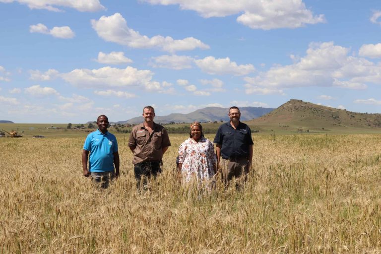 Gesamentlike landbouprojek stroop tweede graanoes