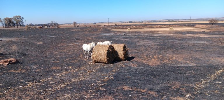 Veertig ton voer aan boere voorsien ná skade weens veldbrande