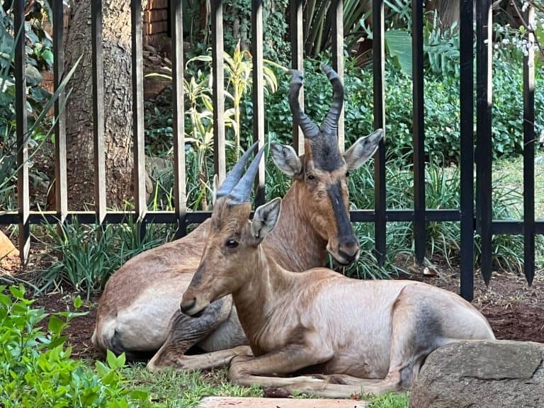 Pionier-buurtwag help om rooihartbeesbokke in Pretoria-strate te vang