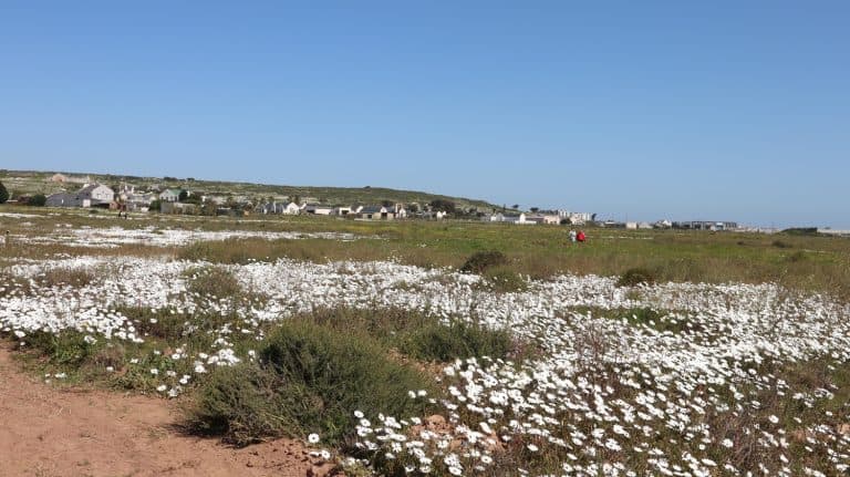 AfriForum heropen veldblomroete in Langebaan